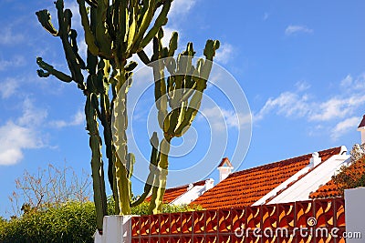 Cactus over roof Stock Photo