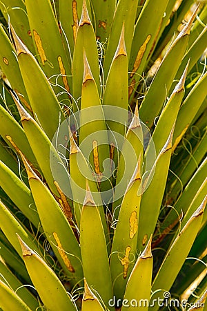 Cactus Palm Leaves Stock Photo