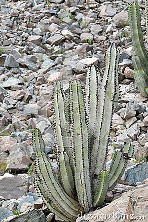 Cactus from the Peruvian Pacific coast 8 Stock Photo