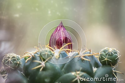 Cactus pink bud Stock Photo