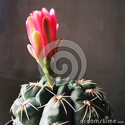 Cactus pink flower Stock Photo