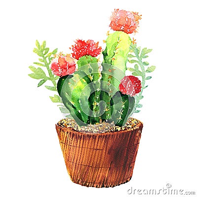 Cactus with pink flower, succulent in pod, tropical blossom cactus species, flowering green house plant, flowers design Cartoon Illustration