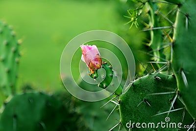 Cactus pink fruit Stock Photo