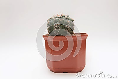 Cactus on a plain background Stock Photo