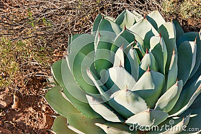 Cactus Plant Stock Photo