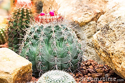 Cactus Plant. Cactaceae Stock Photo