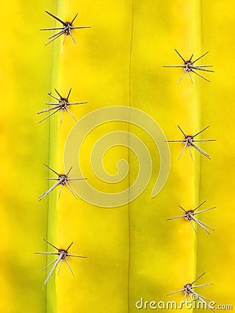 Cactus plant Stock Photo