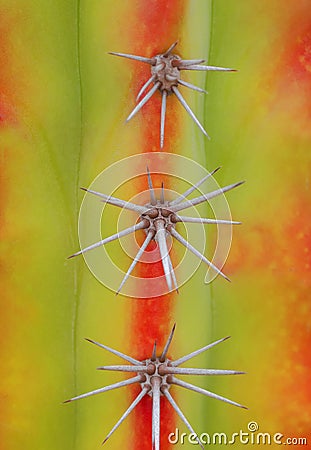 Cactus plant Stock Photo