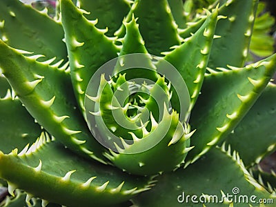 Cactus plant closeup - succulent plant macro Stock Photo