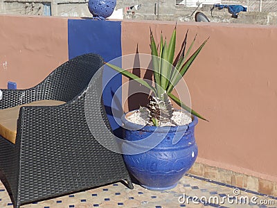 Cactus plant in a colourful pot on a Moroccan roof terrace Stock Photo