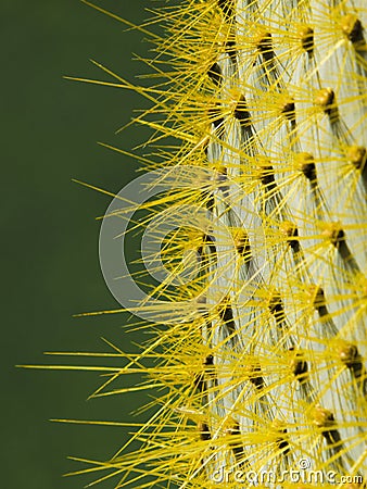 Cactus plant Stock Photo