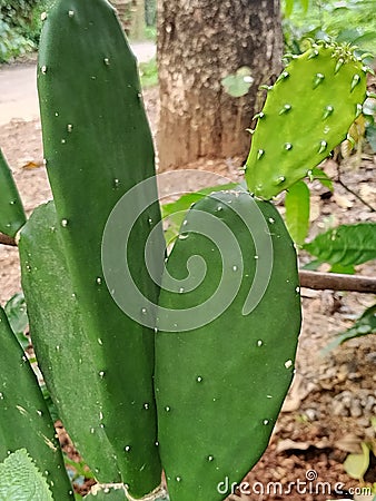 Cactus plant desert Stock Photo