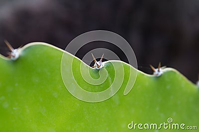 Cactus plant detail - green catus macro Stock Photo