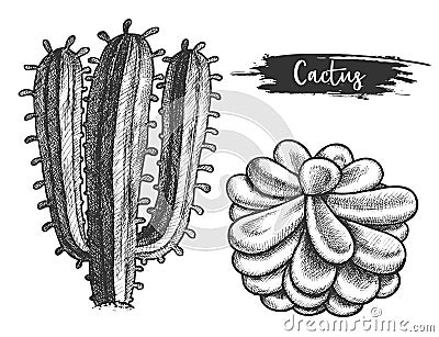 Cactus plant with flower. Sketch of cacti blossom Vector Illustration