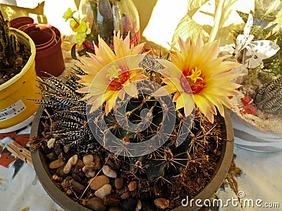 a colorful Cactus succulent plant yellow flower in bloom in a terrace Editorial Stock Photo