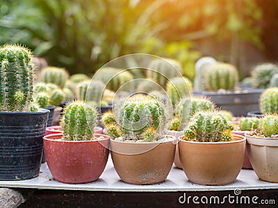 Cactus plant in flowerpot, Houseplant Concept Stock Photo