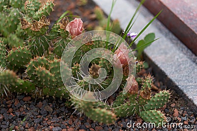 Cactus plant with Flowers on a grave in germany Stock Photo