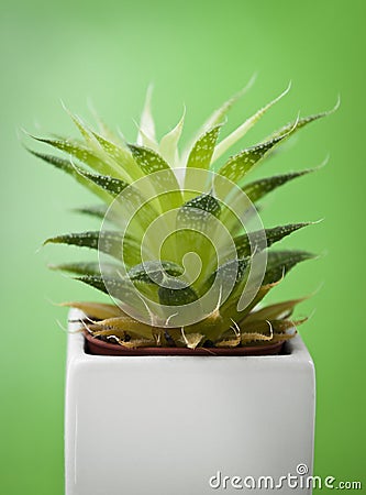Cactus plant on green Stock Photo