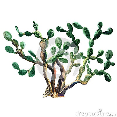 Cactus plant isolated watercolor. Opuntia ficus indica Stock Photo