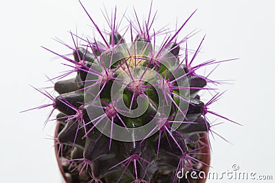 Cactus plant with long lilac spines Stock Photo