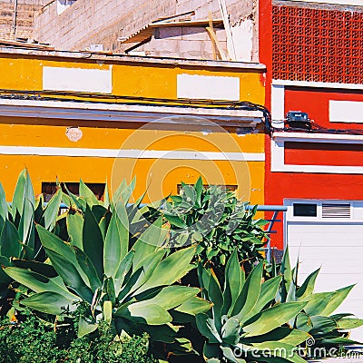 Cactus. Plant lover concept. Canary island location Stock Photo