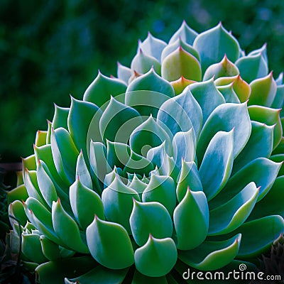 Cactus Plant Macro Stock Photo