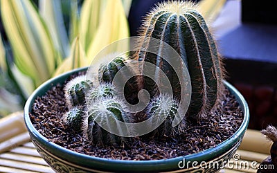 Cactus Plant Stock Photo