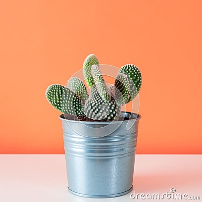Cactus plant in metal pot. Potted cactus house plant on white shelf against salmon coral orange wall. Stock Photo