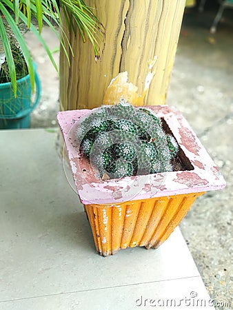Cactus plant portrait hd images Stock Photo