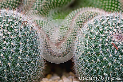 Cactus plant that is prepared to decorate the garden to be a popular succulent Cactus species because Cactus succulent species is Stock Photo