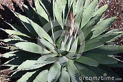 Cactus plant showing its blooming flower Stock Photo