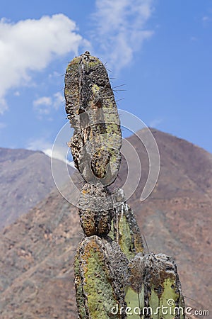 Cactus plant, species known as Pilosocereus polygonus (Lam.) Byles G.D. Rowley, belongs to the plant family Cactaceae Stock Photo