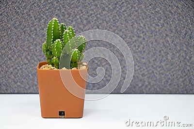 Cactus plant on table in office Stock Photo