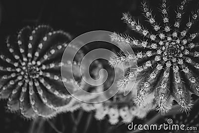 Cactus plant top view natural symmetry in black and white Stock Photo
