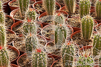 Cactus plantation Stock Photo