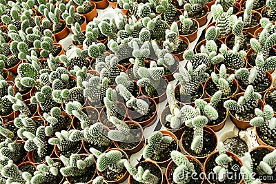 Cactus plantation Stock Photo