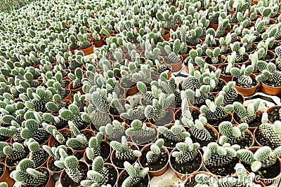 Cactus plantation Stock Photo