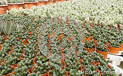 Cactus plantation Stock Photo