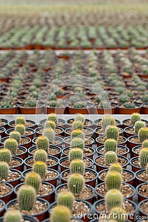 Cactus plantation. Stock Photo