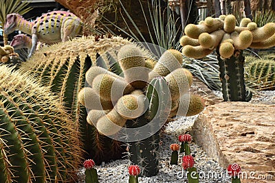 Cactus planted in the garden Stock Photo