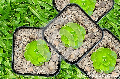 Cactus planted Stock Photo