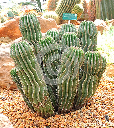 Cactus plants Stock Photo