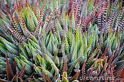Cactus plants closeup - succulent plants macro Stock Photo