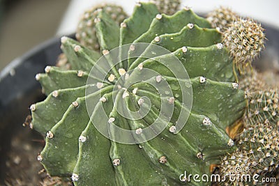 Cactus plants family cactaceae Stock Photo