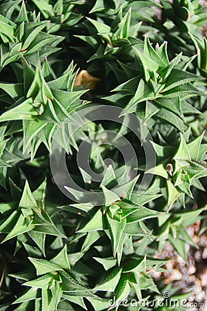 Cactus plants natures spikes and symmetric 2 Stock Photo