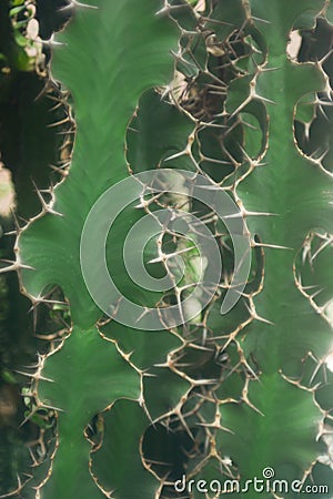 Cactus plants natures spikes and symmetric 8 Stock Photo