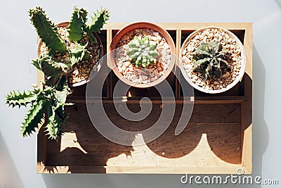 Cactus in the plastic pot Stock Photo