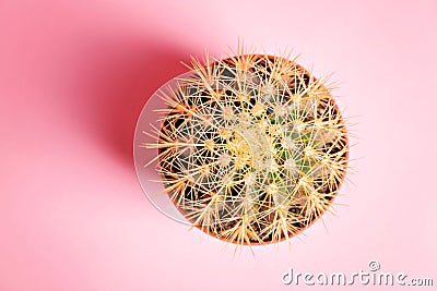 Cactus in a pot on a pink background. Stock Photo