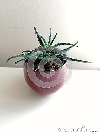 Cactus in a pot summer time Stock Photo