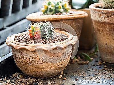 Cactus pot with variety of succulents Stock Photo